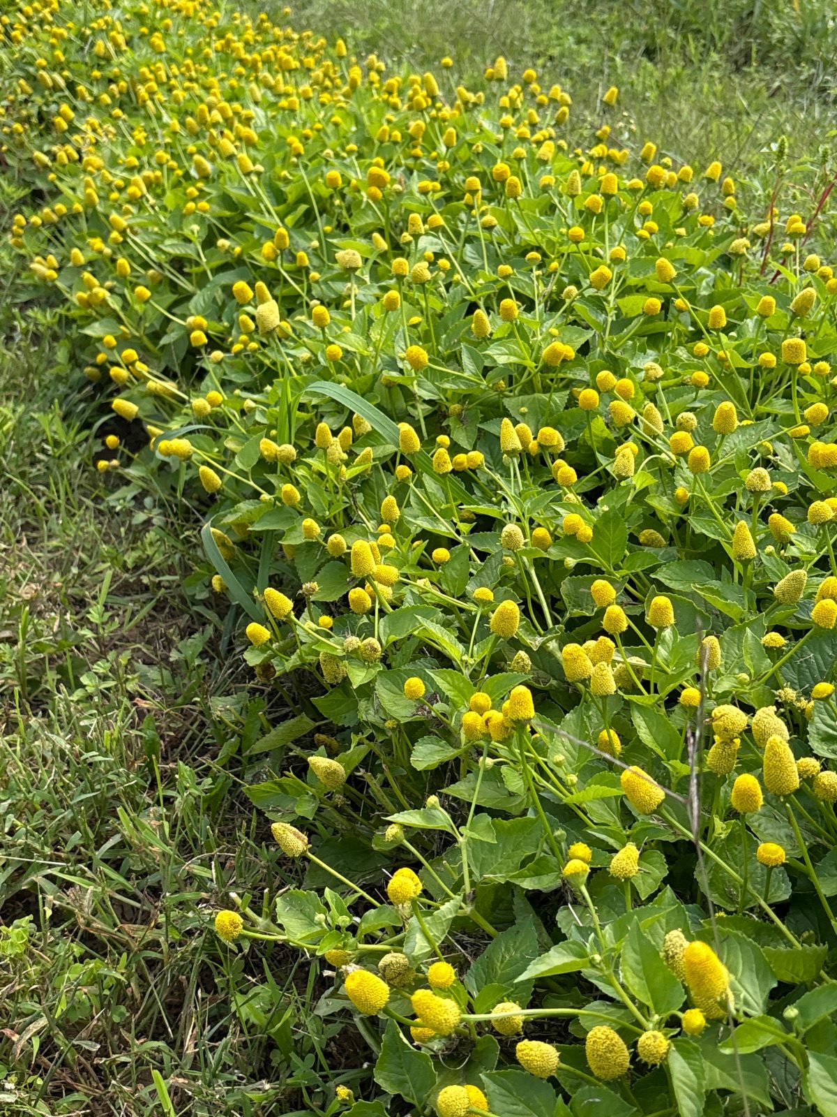 Toothache Plant Buzz Bombs!! — photo 1