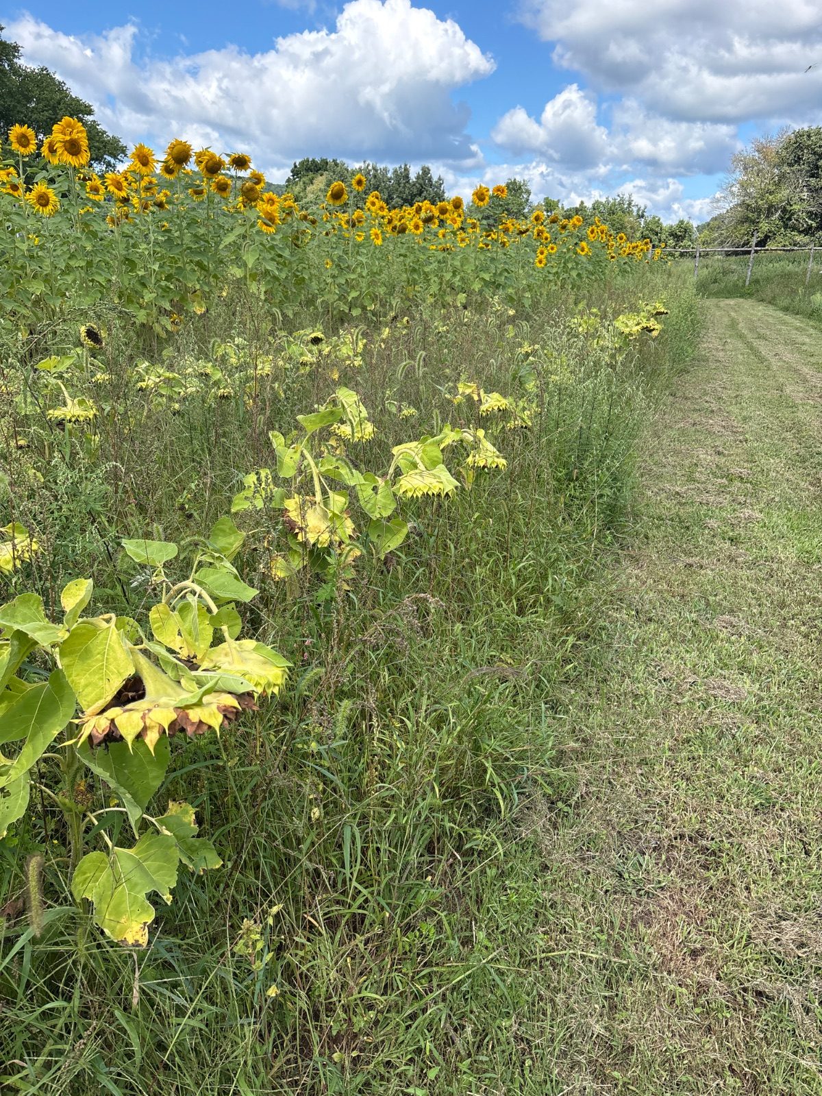 Cut your own sunflower — photo 2