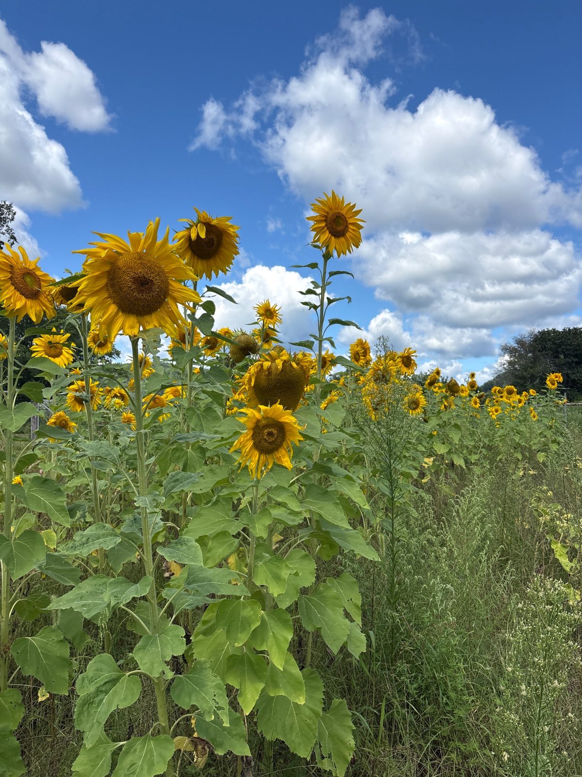 Cut your own sunflower — photo 1