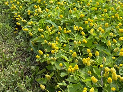 Toothache Plant Buzz Bombs!!