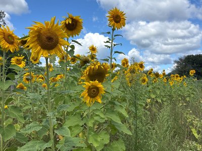 Cut your own sunflower